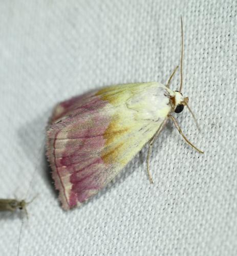 Eublemma purpurina
